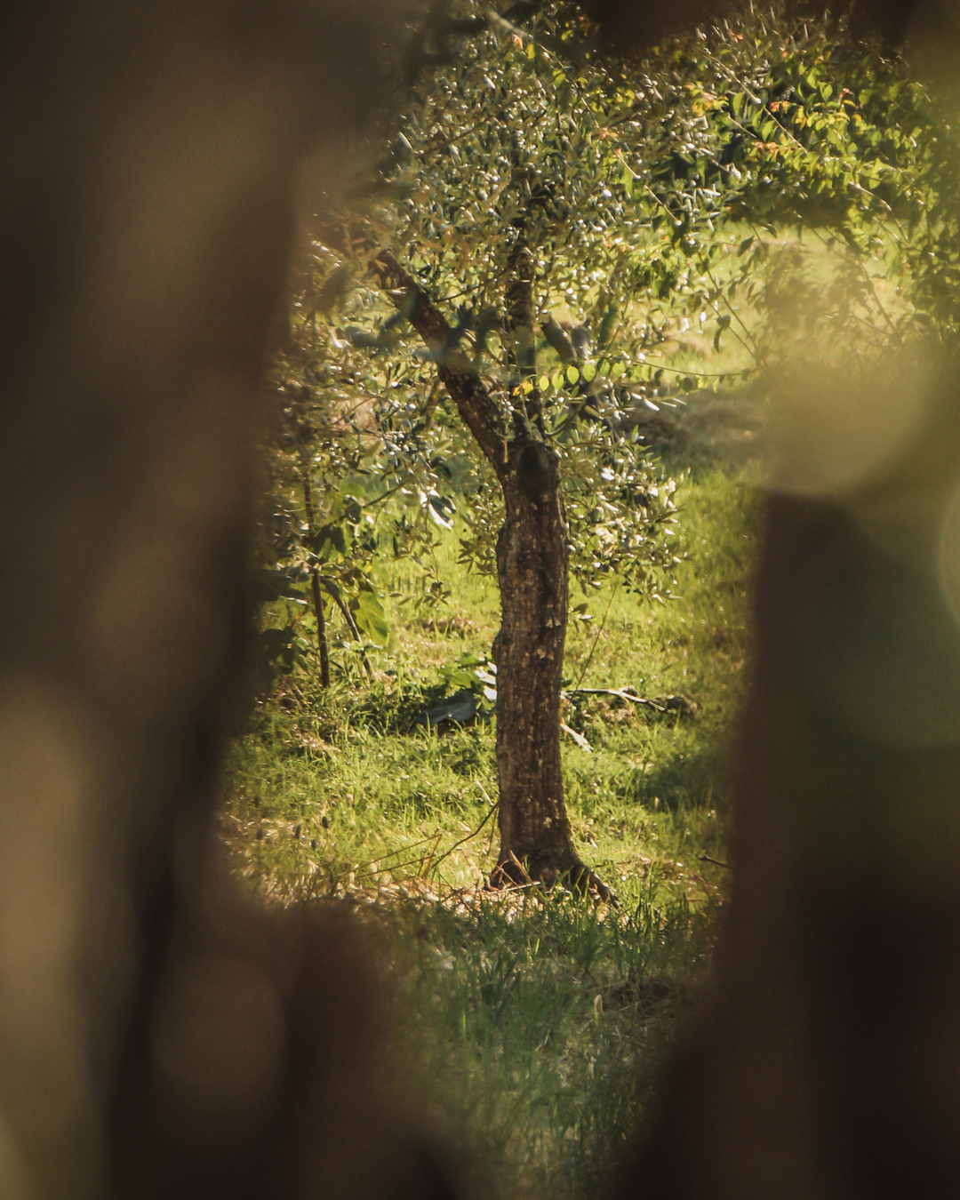 Gift a Rescued Olive Tree - Abandoned Grove
