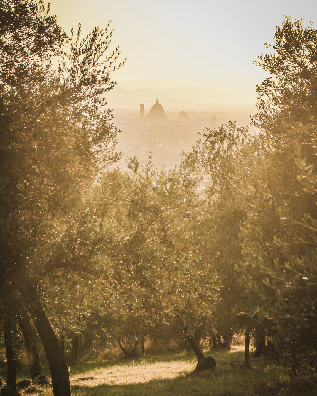 Guard a Family of Trees - Abandoned Grove