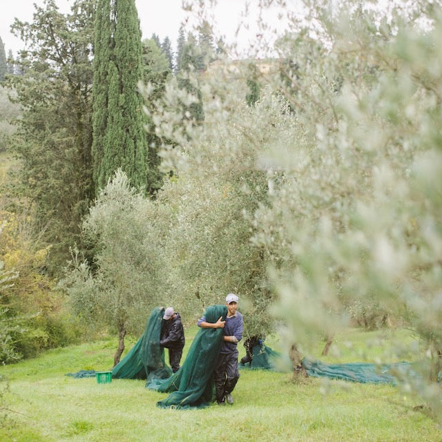 La Torricella Grove - Abandoned Grove
