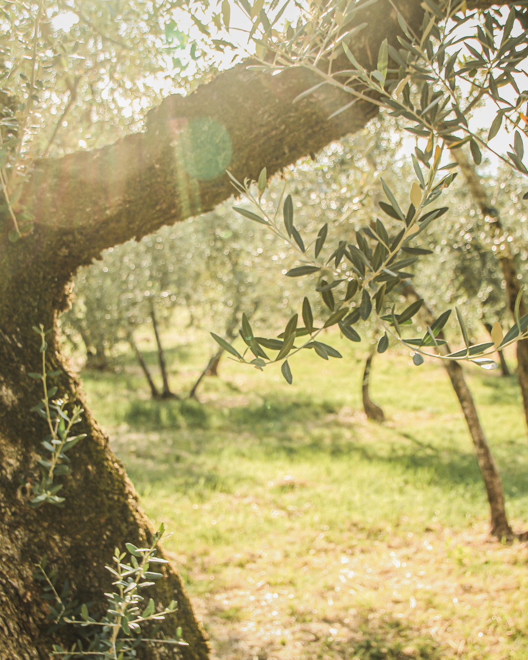 Guard a Tree - Abandoned Grove